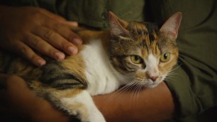 'This Picky Cat Loves Wellness Cat Food - Full'