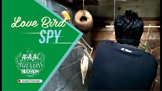 'Lovebird Spy #Day 5 : Kasih Extra Food buat burung Lovebird'