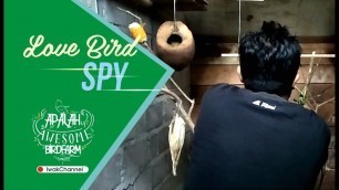 'Lovebird Spy #Day 5 : Kasih Extra Food buat burung Lovebird'