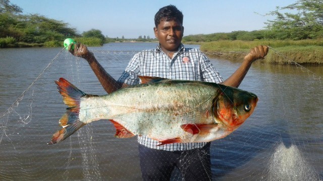 'River Fishing And Cooking|ஆற்றில் மீன் பிடித்து வறுவல்|small boy suppu|village food safari'