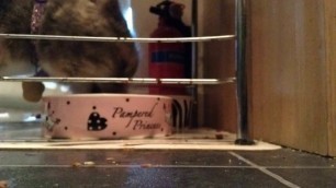 'My cat loves food so cute 