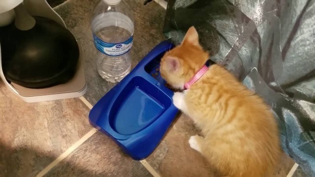 'Panda-cat loves his food'