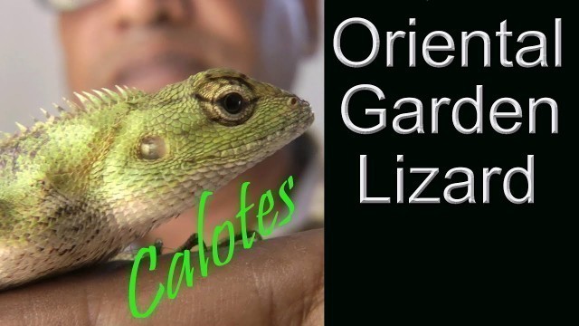 'Oriental garden lizard is not harmful for human- ভয়ঙ্কর এক মিথ্যা অপবাদ নিয়ে বেড়াচ্ছে- গিরগিটি'