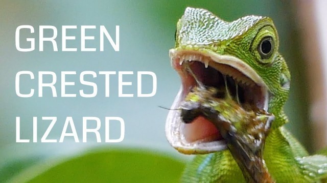 'Green crested lizard feeding on prey'