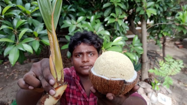 'Coconut Embryo,Water Apple Hunting|தேங்காய் பூ,தண்ணீர் ஆப்பிள் வேட்டை|Village Food Safari|Suppu'