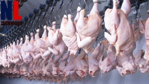 'Poultry Processing Line - Inside Modern Ultra Chicken Meat Processing Factory'