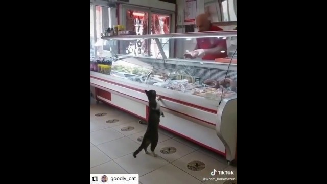 'Cat loves food.'