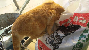 'Headless Cat Loves Dog Food'