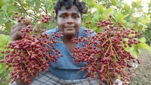 'ஈச்சம் பழ வேட்டை|Remnant Fruit Hunting At Reserve Forest|Village Food  Hunting|Village Food Safari'