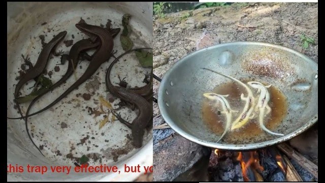 'Catch lizard by trap and Fry crispy with Oil'