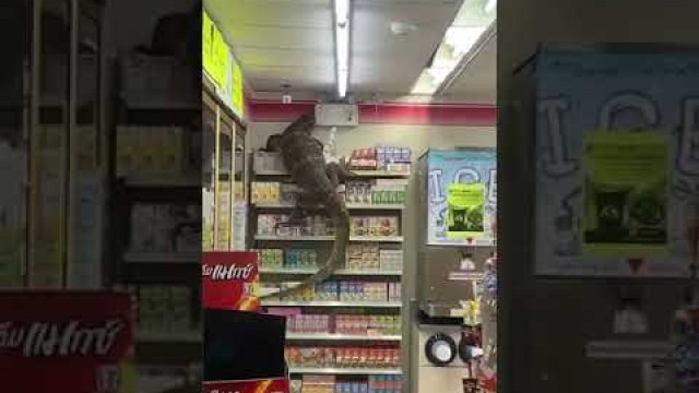 'A Scared Giant Monitor Lizard Entered Super Store In Search Of Food.'