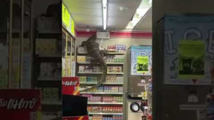 'A Scared  Giant Monitor Lizard Entered  Super Store In Search Of Food.'