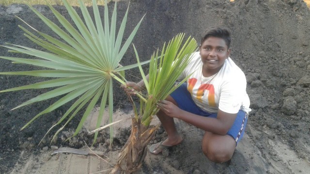 'Primitive technology|Palm Stem Hunting And Eating|பனை குருத்து வேட்டை|Village Food Safari'