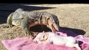 'Lizard Swallows a Pig Whole  (Short Version)'