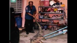 'Giant monitor lizard raids supermarket shelves in search of food'