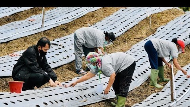 'Presiden Jokowi Tinjau Food Estate Sumatera Utara, Kabupaten Humbang Hasundutan, 27 Oktober 2020'