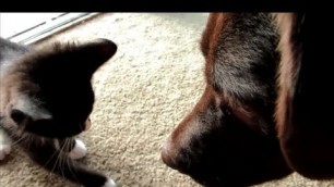 'Chocolate Lab Loves Cat Food!'