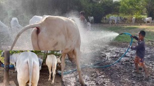 'Farmers pet cow animals in my village - How to feed cows in my village nowadays'