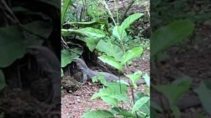 'Monitor lizard digging to find food 