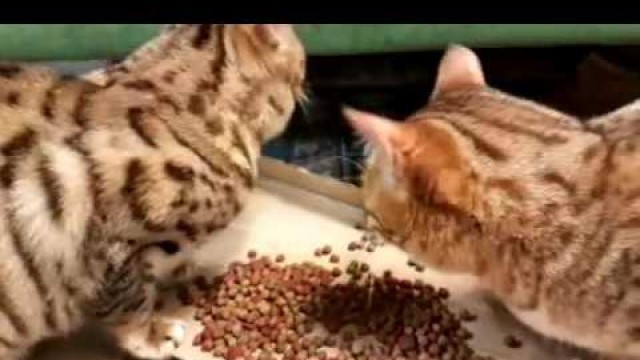'Cats loves food'