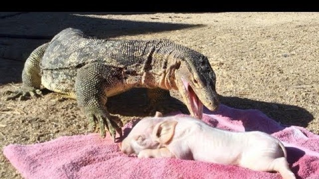 'PIG IS DINNER for KOMODO DRAGON-sized Lizard'