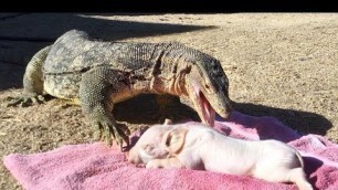 'PIG IS DINNER for KOMODO DRAGON-sized Lizard'