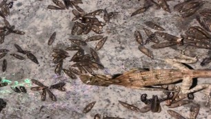 'How Oriental Garden Lizard Eat Flying Termites (Alates)'