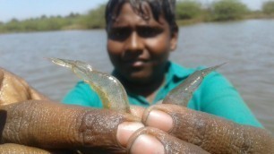 'Prawn Hunting and Cooking at river|ஆற்றில் இறால் பிடித்து வறுவல்|small boy suppu|Village food safari'