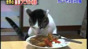 'Cat Loves Food Funny Cat Videos japanese cat loves this food'