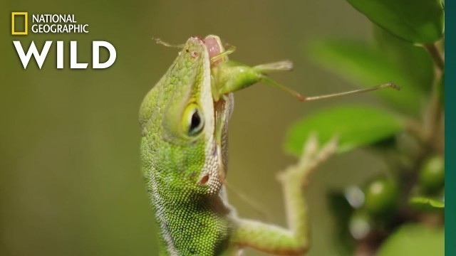 'Lizard Looking For Food | Nat Geo WILD'