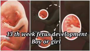 '#pregnancyweekbyweek#tamil 13 th week fetus development in tamil/  pregnancy series #13'