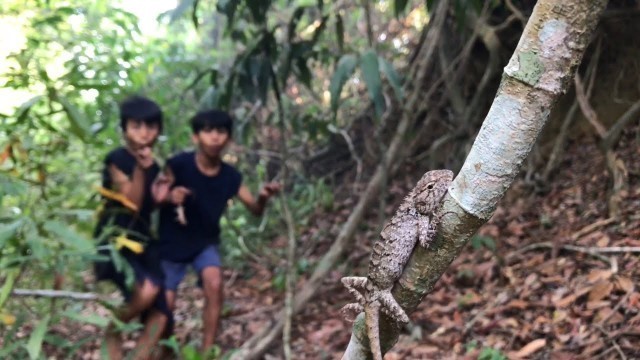 'Primitive technology  : find lizard in the jungle - cooking lizard for food and eating delicious'