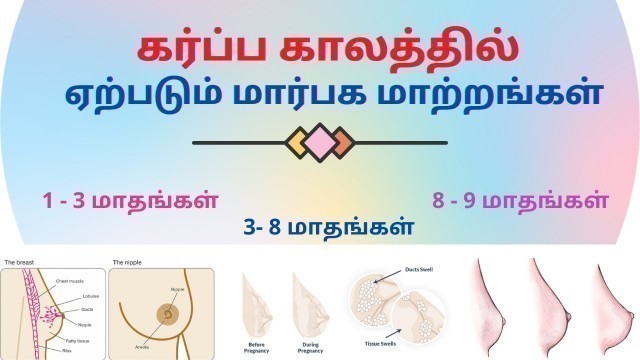 'Breast changes during pregnancy  Tamil | கர்ப்ப காலத்தில் ஏற்படும் மார்பக மாற்றங்கள் 1 - 9 மாதங்கள்'