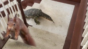 'Squirrel in House--Lizard goes after Squirrel, then Eats It'