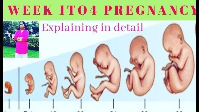 'தமிழ்|| pregnancy week 1 to  4|| Explained in tamil|| Happywomen'