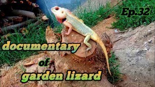 'Documentary of Indian garden lizard (oriental)'