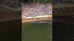 'amazing a lizard looking for food...'