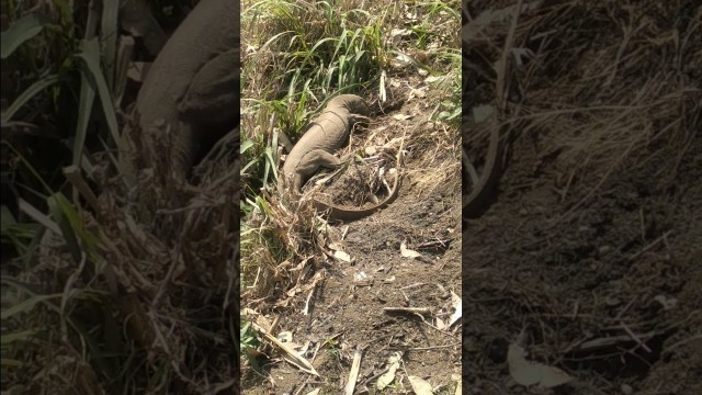 'Monitor Lizard in search of food