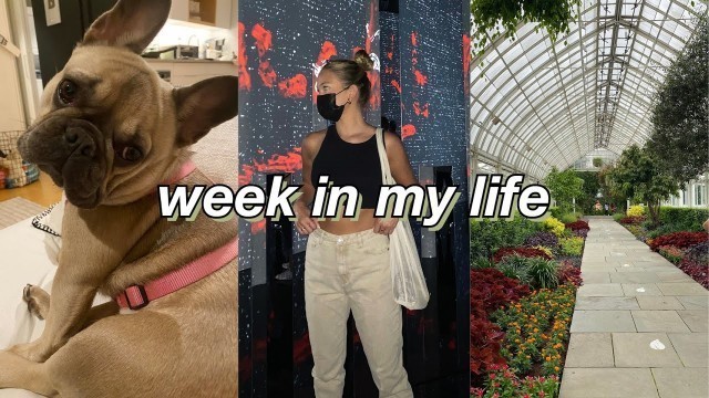 'week in my life: job hunt update, the farmer’s dog review, art exhibits in nyc | maddie cidlik'