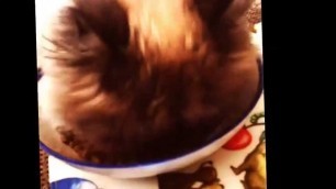 'My Cat Loves His Food - MyCatBaby'