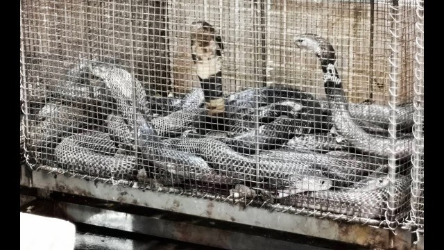 'Eating Snakes Hot Pot in China Guangzhou 廣州'