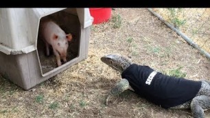 'Lizard enters Pig Pen -- Eats Pig'