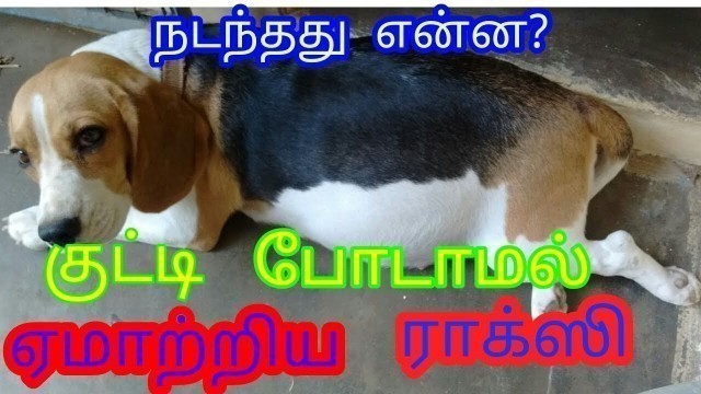 'குட்டி போடாமல்  ஏமாற்றிய ராக்ஸி/False pregnancy in dogs tamil /பொய் கர்ப்பம்/ நாய்கள் /vlog tamil'