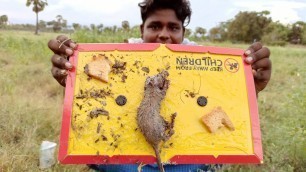 'Rat Trapping With Rat Glue Pad|எலி கால் வைத்தால் ஒட்டும் அட்டை|வீட்டு எலி வேட்டை|Magic Rat Trapping|'