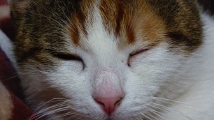 'Cute calico cat loves to sleep (Cute Cat)'