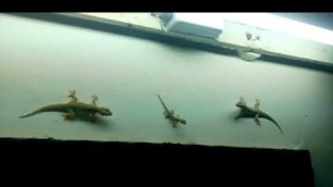 'LIZARD\'S FIGHTING TO GET THEIR FOOD...'