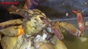 'ALIVE CRABs from SCOTLAND Street Food | Fresh seafood Cooking'