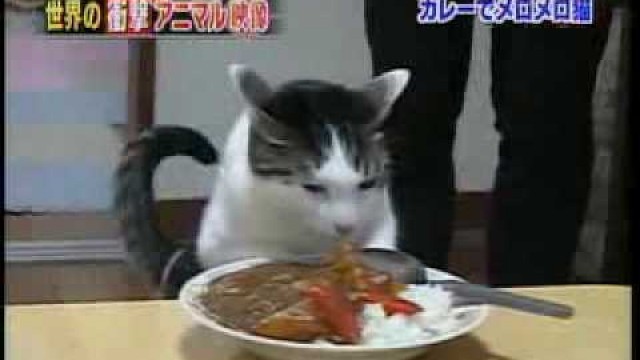 'One cat loves porton of food'