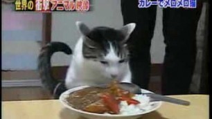 'One cat loves porton of food'