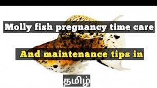 'Molly fish pregnancy time care and maintenance and tips in Tamil (தமிழ்) || AQUA FISH EXPERT'